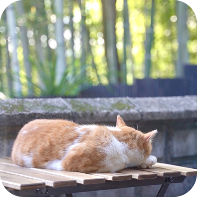 寝ている猫の後ろ姿の写真