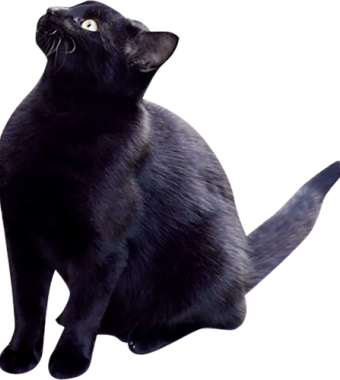 黒猫の写真