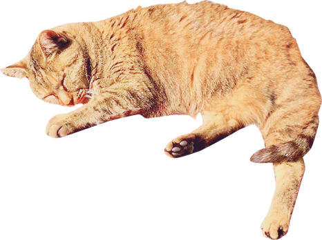 茶色の猫の写真