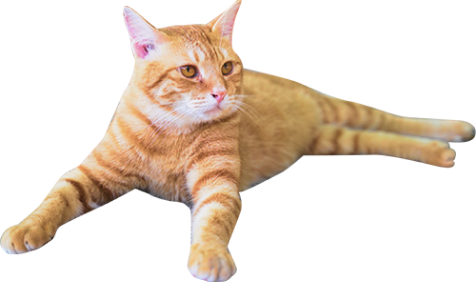 茶色の猫の写真