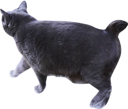 黒猫の後ろ姿の写真