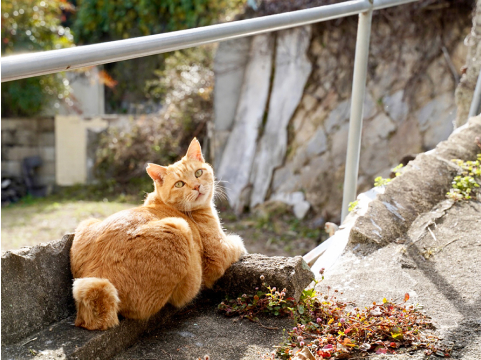 猫の写真